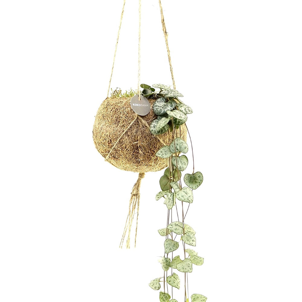 Kokodama Chinesische Laterne Ceropegia woodii inkl. Kokostopf - Hängepflanze (x2) - Kokodama Ceropegia - Sukkulenten