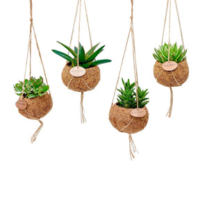 Kokodama Sukkulenten Mischung Inkl. Kokostopf - Kokodama Succulentmix - Kaktus