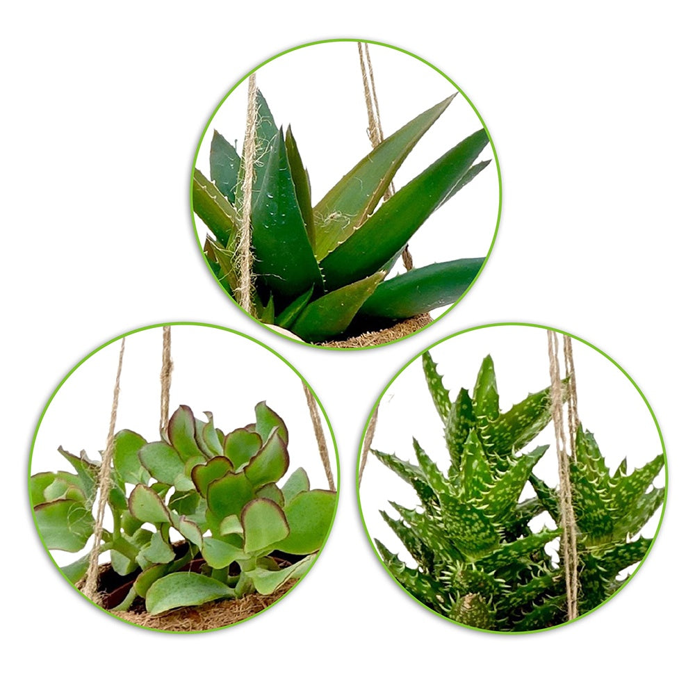 Kokodama Sukkulenten Mischung Inkl. Kokostopf - Kokodama Succulentmix