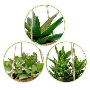 Kokodama Sukkulenten Mischung Inkl. Kokostopf - Kokodama Succulentmix