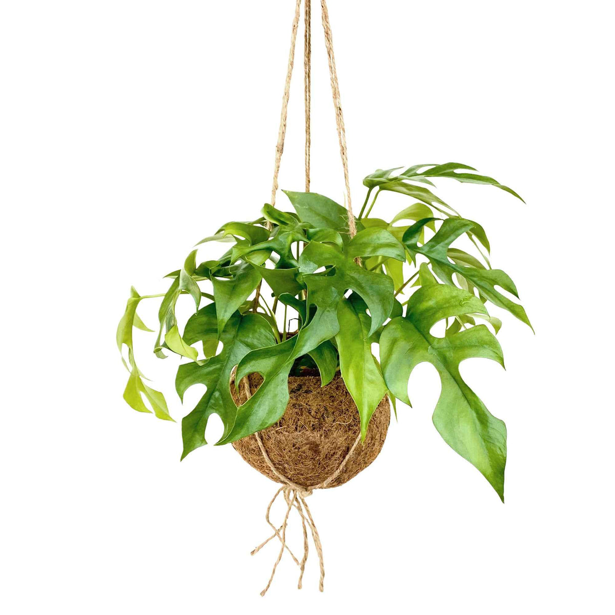 Kokodama Lochpflanze Monstera minima Inkl. Kokostopf - Willemse