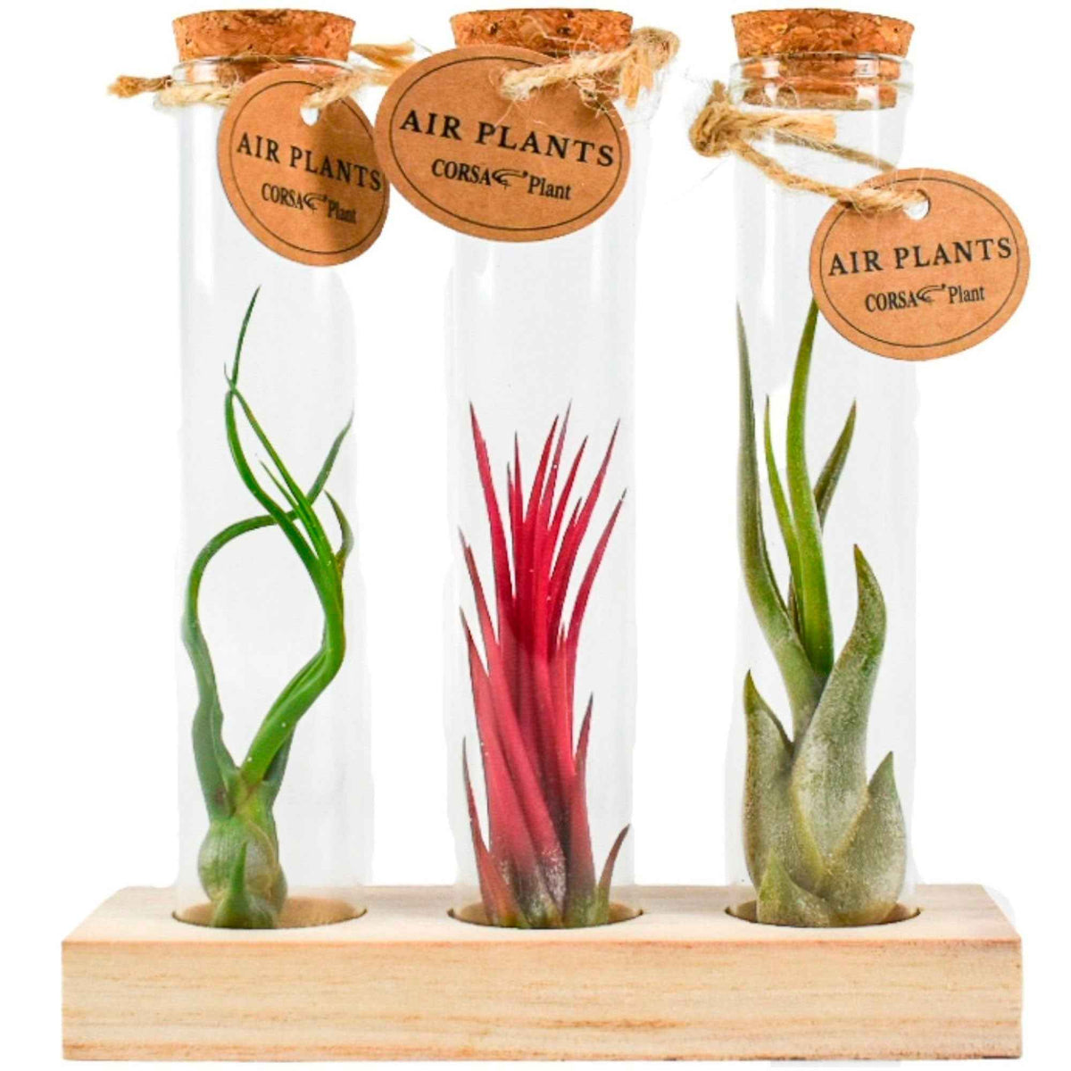 Tillandsia Mischung in Glasbehältern - Tillandsia ionantha, tillandsia caput-medusae, tillandsia bulbosa - Willemse