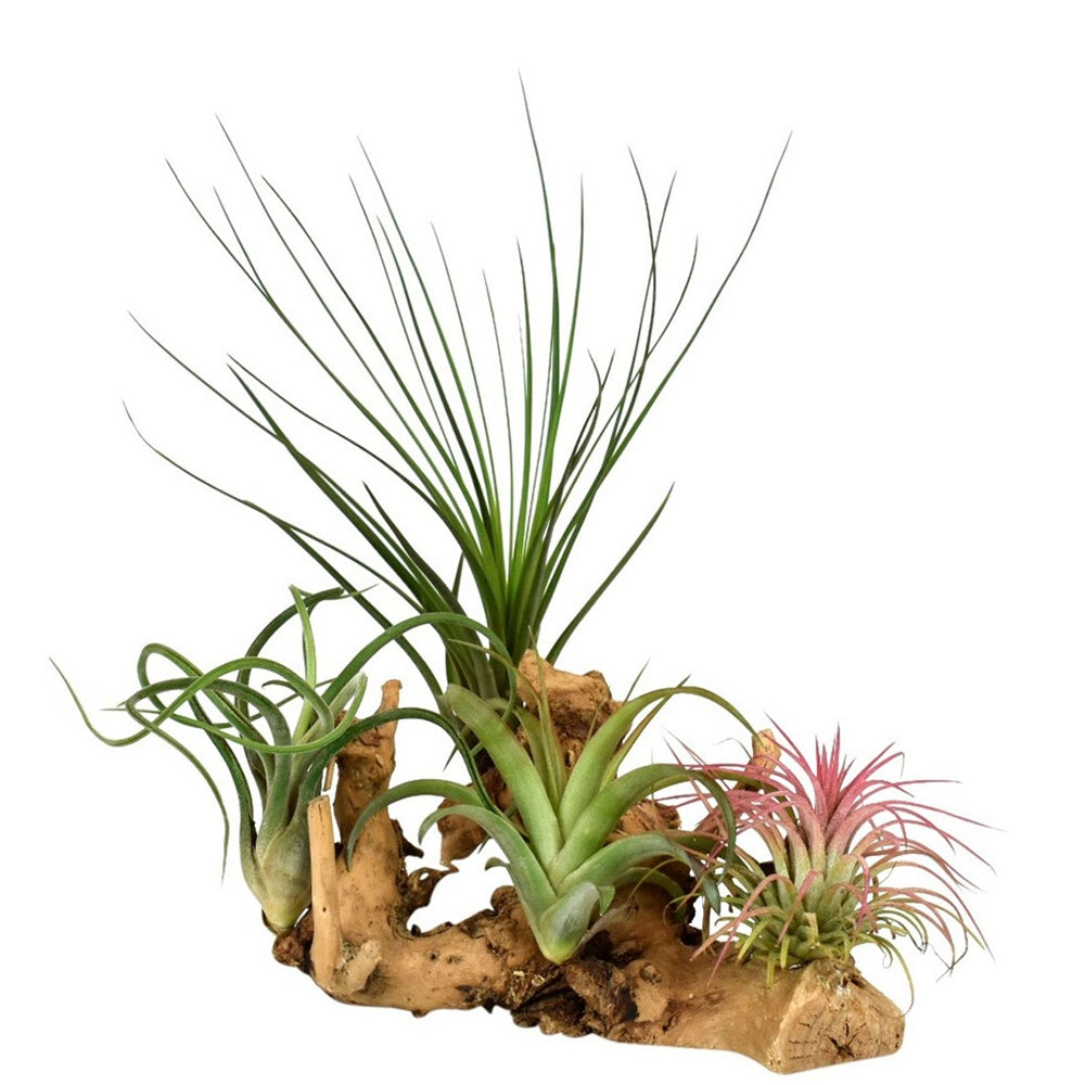 4 Tillandsien auf Holz-Halterung - Tillandsia