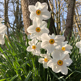 Narzisse Poeticus 'Actea' (x10) - Narcissus poeticus Actea - Willemse