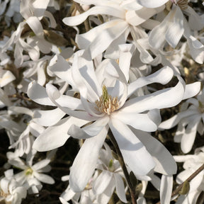 Sternmagnolie - Willemse