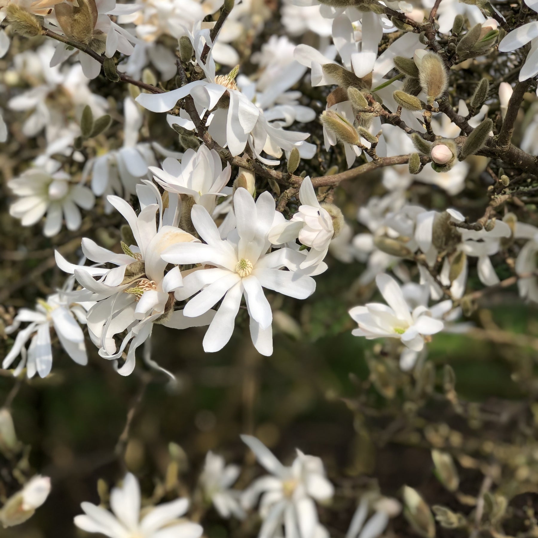 Sternmagnolie - Magnolia stellata - Willemse