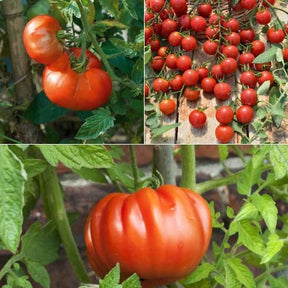 Tomatenpflanzen Mischung (x9) - Willemse