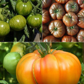 Tomaten-Kollektion original (x9) - Willemse