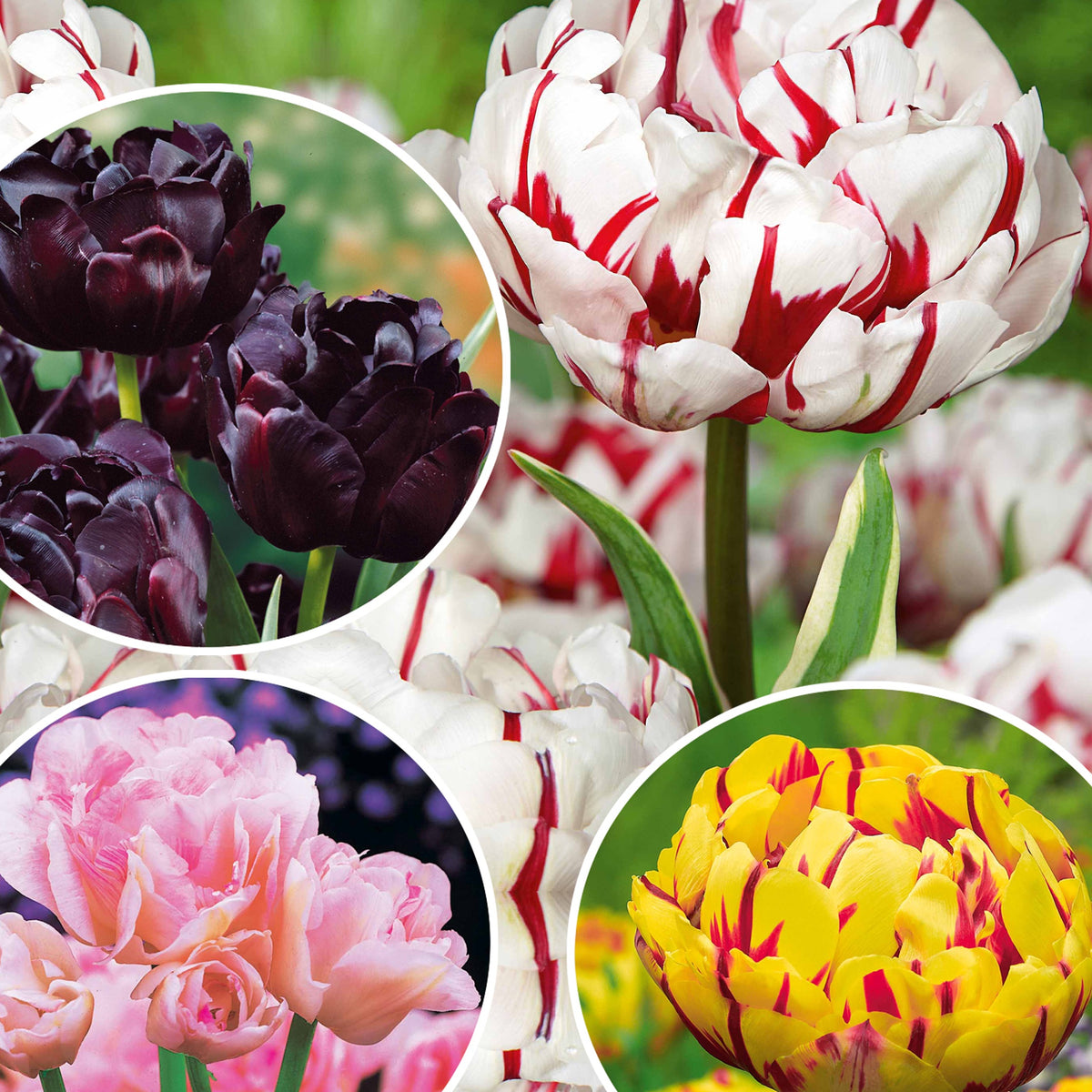 Pfingstrosenblütige Tulpen – Kollektion - Willemse