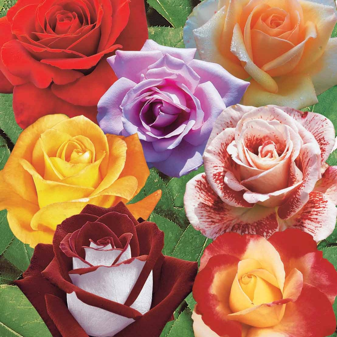Strauchrosen Mischung - Rosa Osiria, Malaga, Blue moon, La magie du Parfum, Whisky, Famosa, Double Delight - Willemse