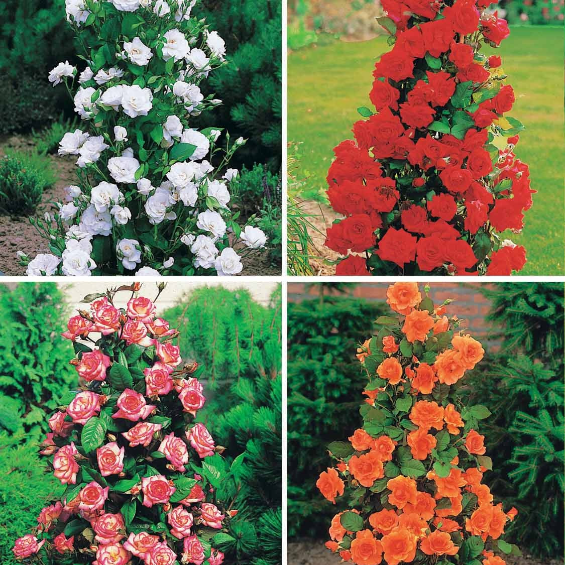 Strauchrosen-Kollektion 'Shalom', 'Korbin', 'Westerland', 'Handel' (x4) - Willemse