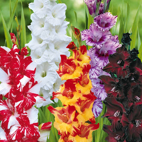 Gladiolen-Kollektion (x50) - Gladiolus 'zizanie', 'stéréo', 'belle de nuit', 'p - Willemse