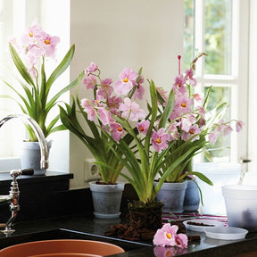 Elho Orchideen Blumentopf Green Basics rund transparent