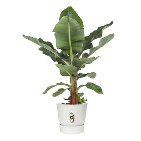 Elho Greenville-Blumentopf, rund, weiß - Pflanzgefäß Outdoor