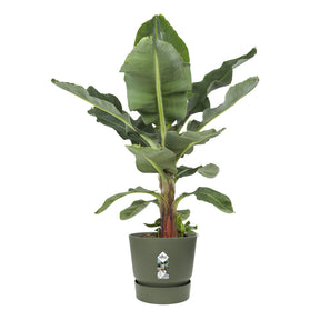 Elho Blumentopf 'Greenville Leaf Green'