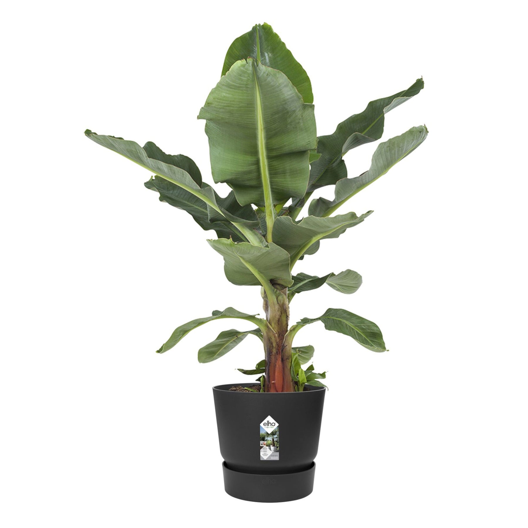 Blumentopf Greenville Living schwarz