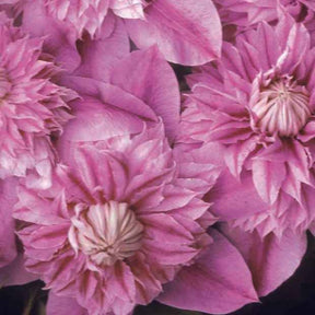 Waldrebe Josephine - Clematis Josephine - Willemse