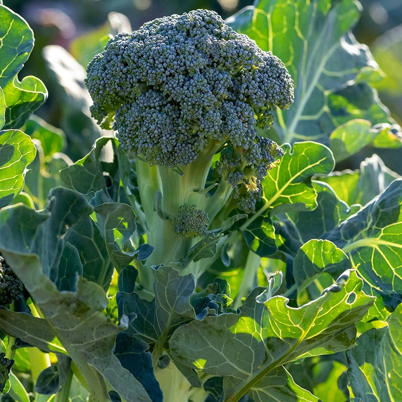Brokkoli ‘Atlantis’ F1 - Brassica oleracea atlantis f1 - Willemse