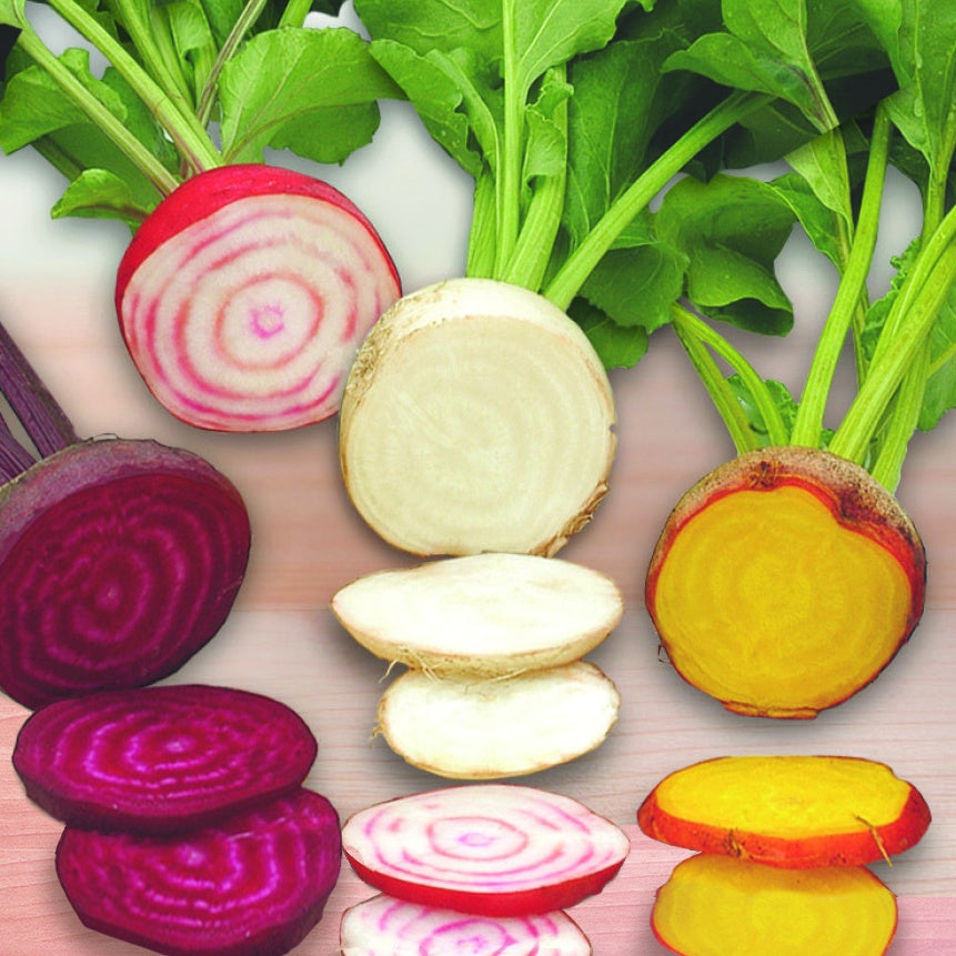 Rote Bete Hula Hoop Mix - Beta vulgaris - Gemüsegarten