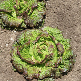 Bataviasalat ‘Rouge Grenobloise’ - Lactuca sativa capitata rouge grenobloise - Willemse