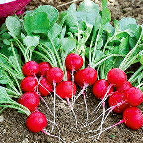 Radieschen ‘Cerise’ - Raphanus sativus cerise - Willemse
