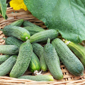 Einlegegurke ‘Vert Petit de Paris’ - Cucumis sativus vert petit de paris - Willemse