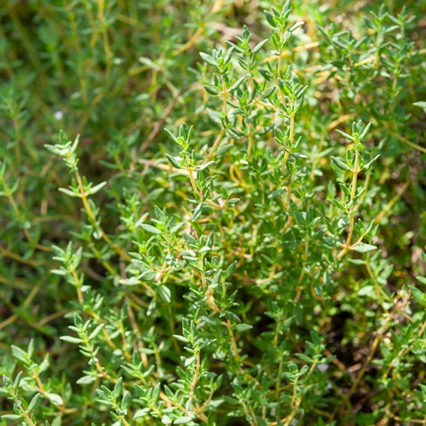 Thymian - Willemse