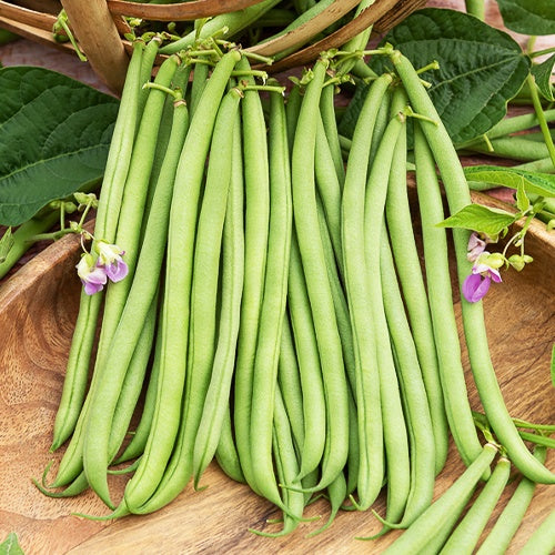 Buschbohne 'Delinel' - Phaseolus vulgaris Delinel - Willemse