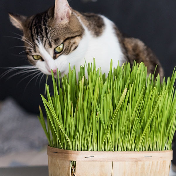 Katzengras - Willemse