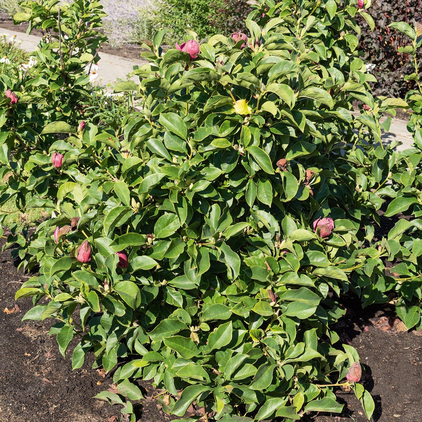 Magnolie Genie - Magnolien - Willemse