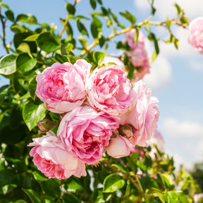 Kletterrose Jasmina Korcentex - Willemse