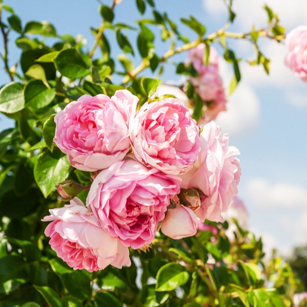 Kletterrose Jasmina Korcentex - Willemse