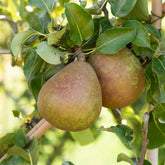 Birne ‘Doyenné du Comice’ - Pyrus communis Doyenné du Comice - Willemse