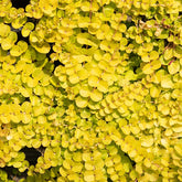 Gelbes Pfennigkraut - Lysimachia nummularia Aurea - Willemse