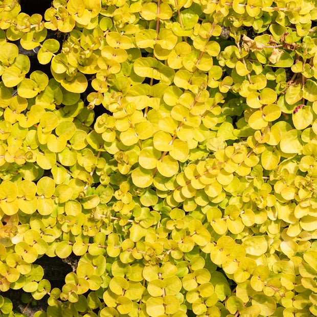 Gelbes Pfennigkraut - Lysimachia nummularia Aurea - Willemse