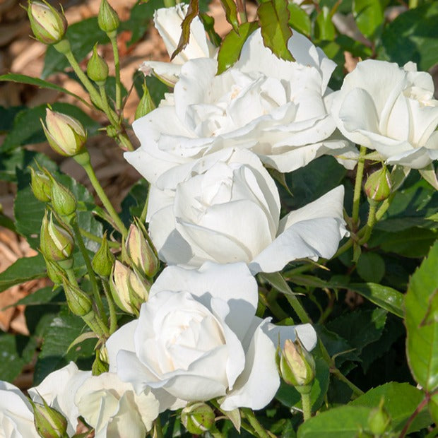 Hochstammrose ‘Korbin’ - Rosa korbin - Willemse