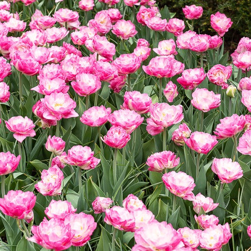 Pfingstrosen-Tulpen rosa Pompon (x10) - Willemse