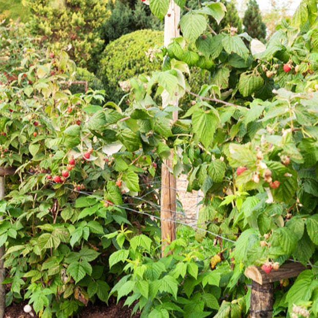 Himbeere Sumo 2 (x2) - Rubus idaeus Sumo 2 - Willemse
