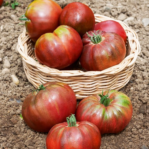Schwarze Fleischtomate Noire de Crimee - Solanum lycopersicum noire de crimée - Gemüsegarten