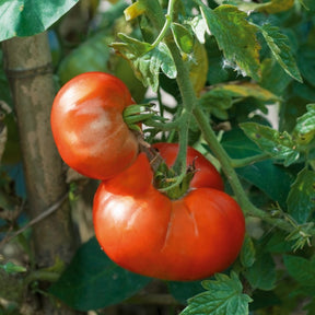 Tomatenpflanzen ‘Marmande’ (x3) - Willemse
