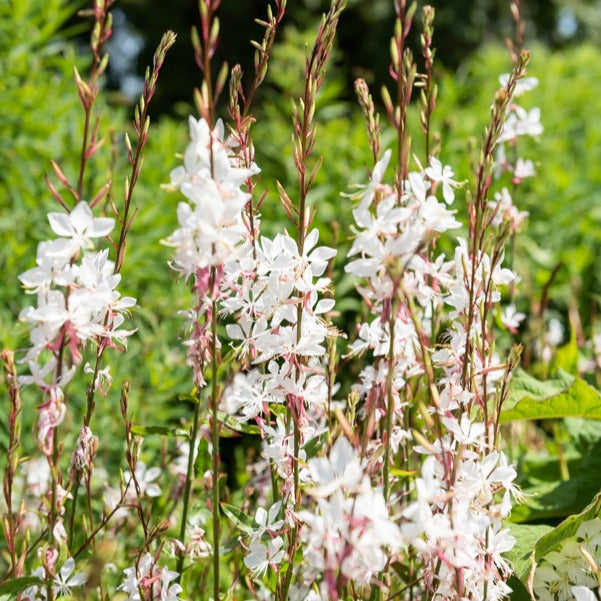 Prachtkerze Whirling Butterflies - Gaura lindheimeri Whirling Butterflies - Willemse