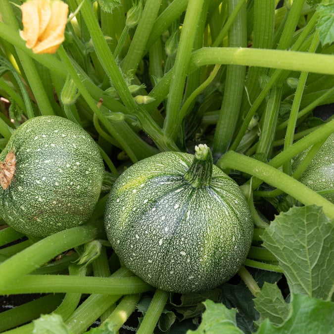 Runde Zucchini ‘Ronde de Nice’ (x3) - Willemse