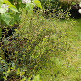 Zwerg-Sophora ‘Little Baby’ - Sophora prostrata little baby - Willemse