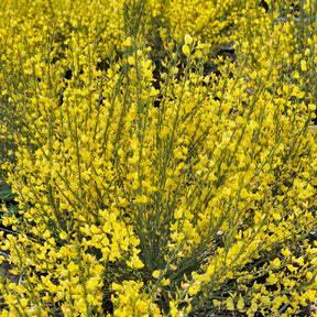 Gelber Ginster - Cytisus praecox Allgold - Willemse