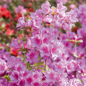 Japanische Azalee rosa - Willemse