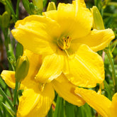 Hemerocallis Mary Todd - Willemse