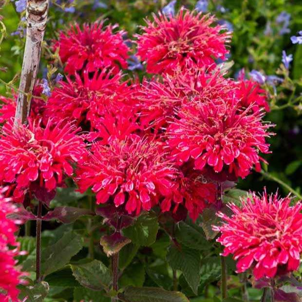 Indianernessel Bee Happy ® - Willemse