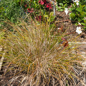 Federgras - Stipa arundinacea - Willemse