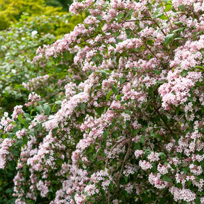 Perlmuttstrauch - Kolkwitzia amabilis Pink Cloud - Willemse