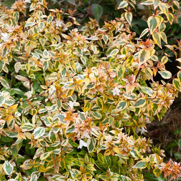 Abelie ‘Kaleidoscope’® - Abelia grandiflora 'kaleidoscope' (r) - Willemse